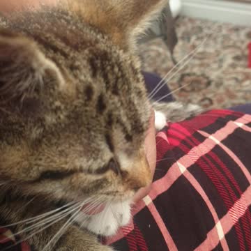 ASMR Kitten purring whilst wanting to be massaged again