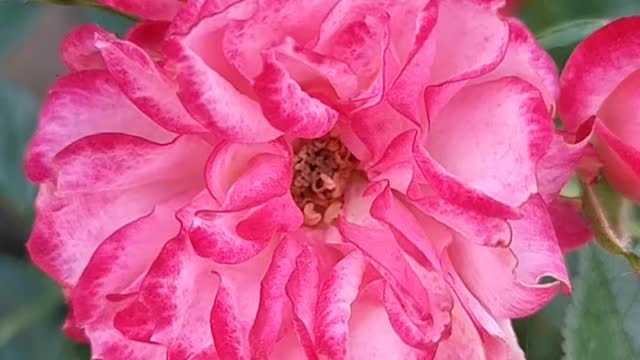 Roses 🌹 in our garden