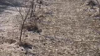 Little Frozen Forest