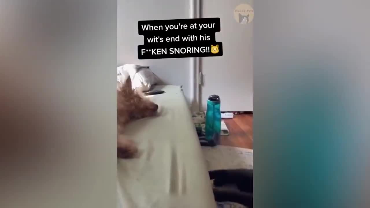 Funny Dog and Cats reaction 🤣🤣