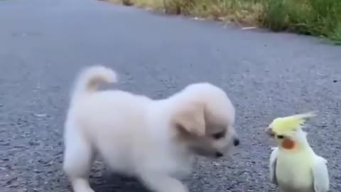 Cutest Golden Puppy and Parrot Duo To Make Your Day