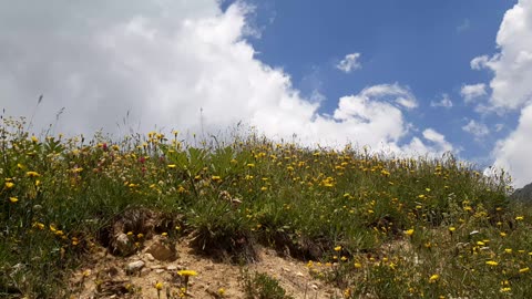 Yellow flowers