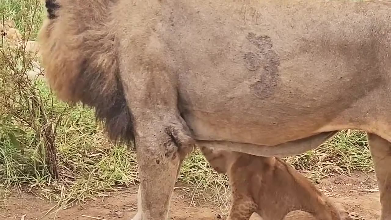 Lion with cab