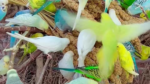 budgies in many fantastic colours - aviary birds