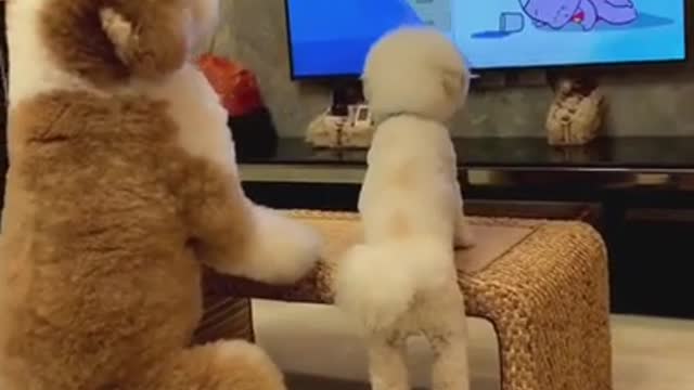 Try not to Laugh | Gigantic fluffy poodle dogs being carried everywhere
