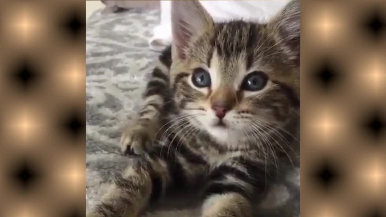 Top 10 Cute Kittens Doing Funny Things, Compilation