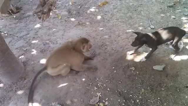 Monkey vs Dog Funny Video 😂