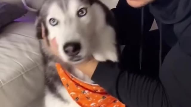 My Talking Husky Loves Kisses