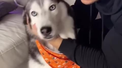 My Talking Husky Loves Kisses