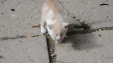 funny cat video