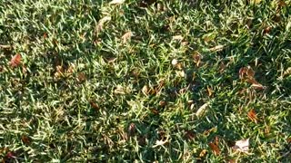 Our Morning Walk November 18 2020