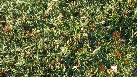 Our Morning Walk November 18 2020
