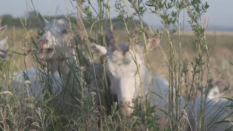 Goat eating green plants or chewing herbs. Portrait of grazing herbivorous domestic animal