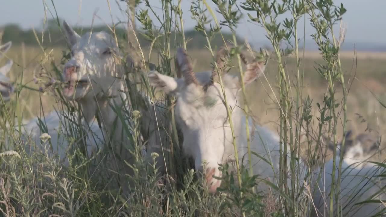 Goat eating green plants or chewing herbs. Portrait of grazing herbivorous domestic animal