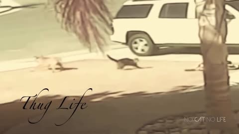 Thug life video of cats and dog 😎😎😎
