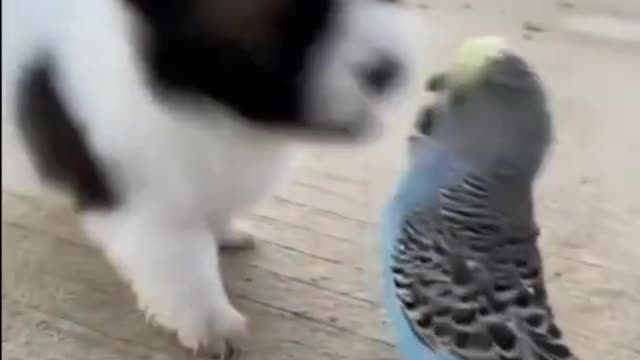 Puppy Meets Parrot on Street