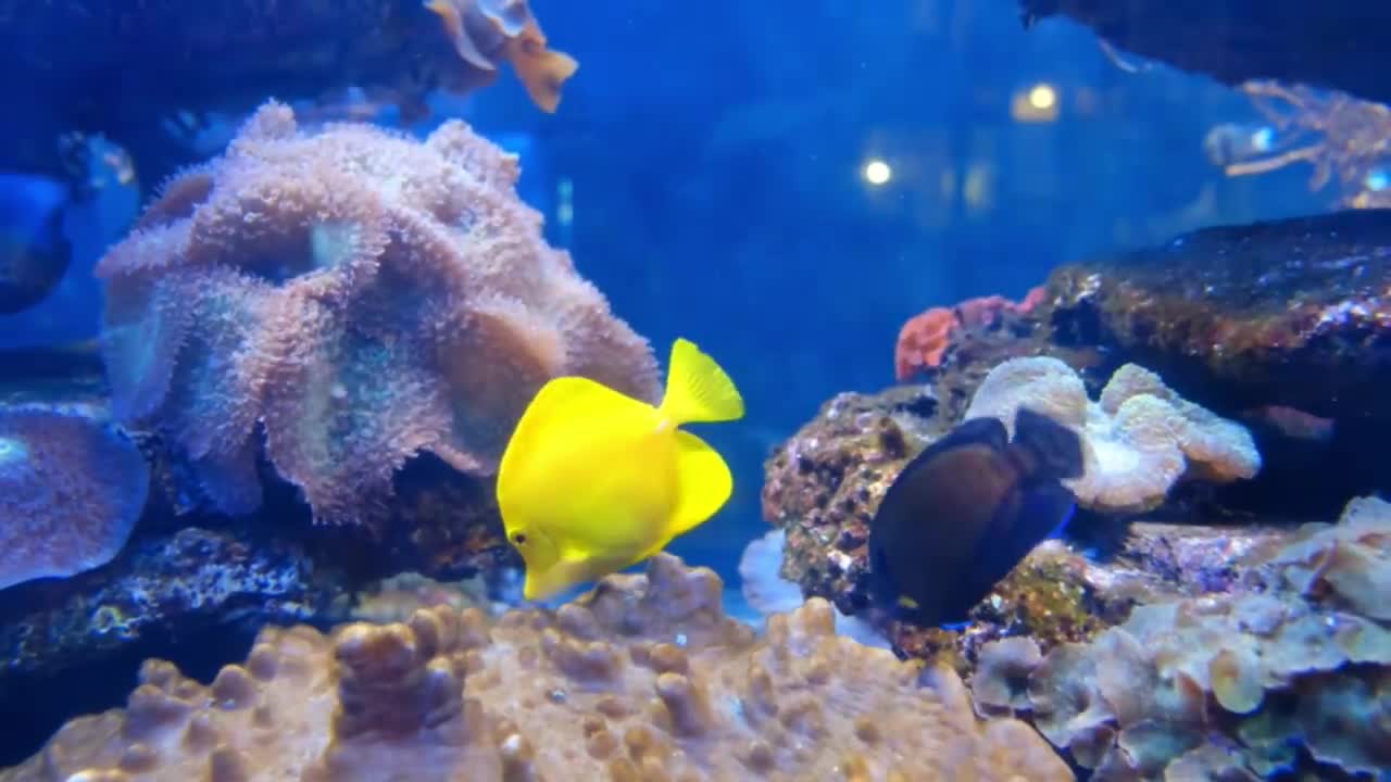 #RELAJAR PECES DE MAR EN ACUARIO Y EN EL MAR PARA, DESCANSAR Y PASAR 10 MINUTOS CON LA FAMILIA BIEN