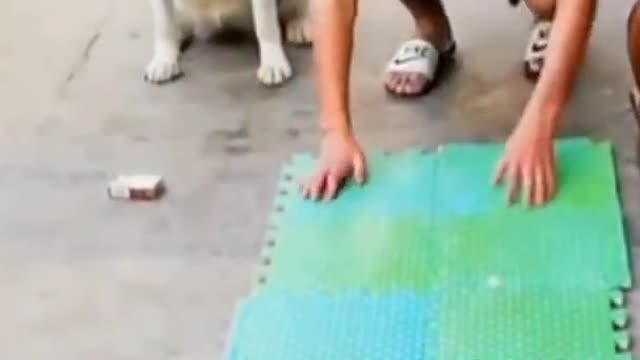 Cute Dogs Funny Dogs The most crazy and funniest dogs shorts cats dogs