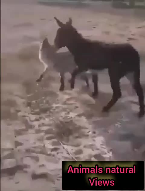 Watch what a donkey did to the hyena