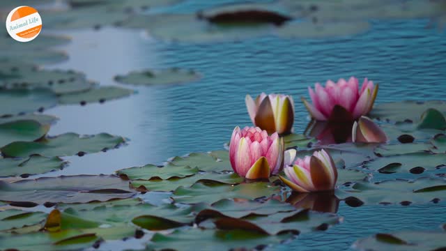 Water Lilies