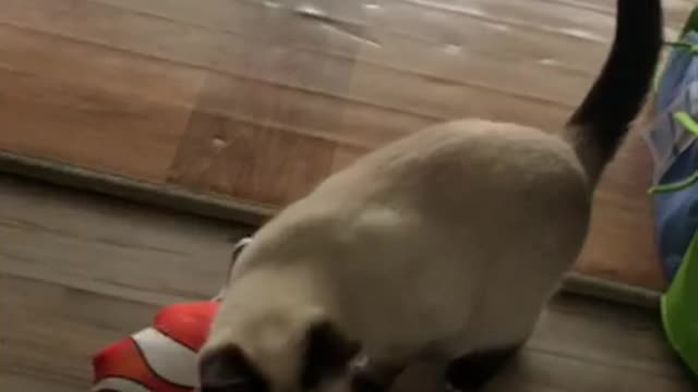 Cat playing with a fish doll.