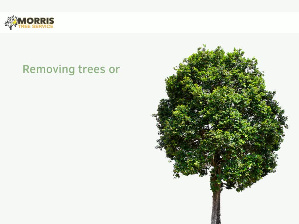 Why should we need professional tree removal service?