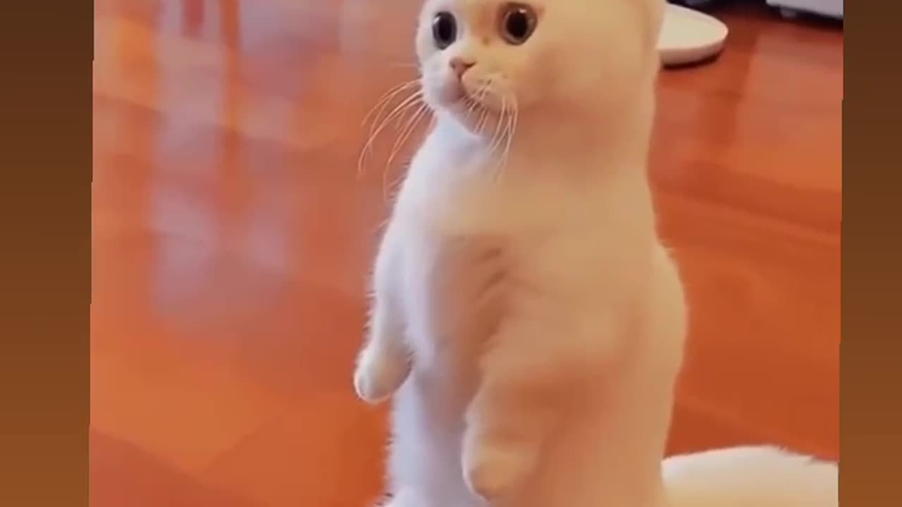Cute Cat 🐈