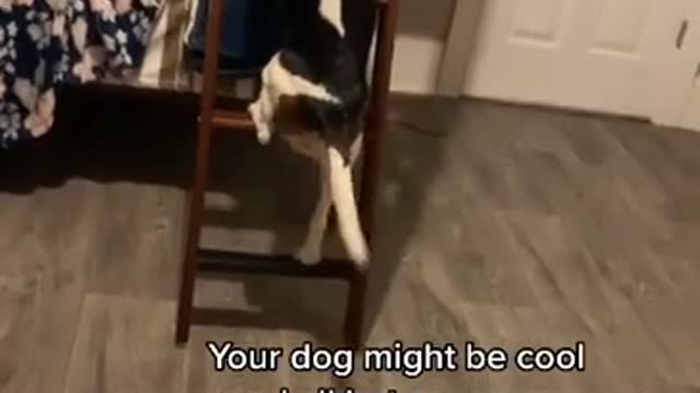 Dog climbs ladder on bunk beds to get to girl on the top bunk!