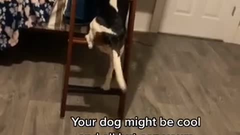 Dog climbs ladder on bunk beds to get to girl on the top bunk!