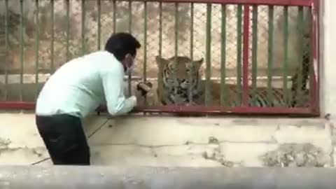 Reporter Taking Interview of a Tiger (Viral Video)