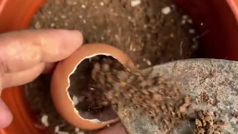 MAGIC OF EGG-SHELLS IN GARDEN | HOW TO USE EGGSHELLS FOR PLANTS?