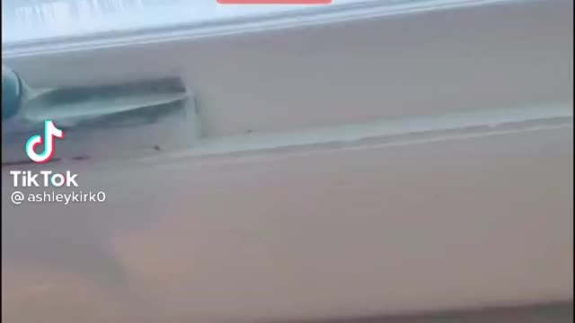 Funny donkey video