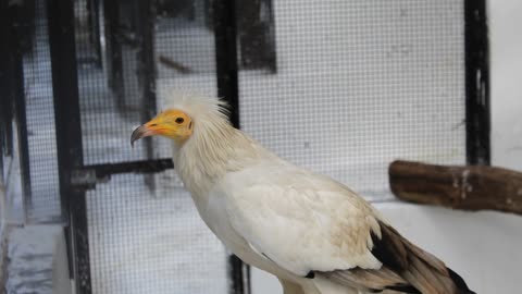 This bird is so beautiful that I did not recognize its name