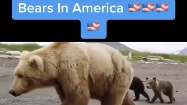 America vs Russia bears