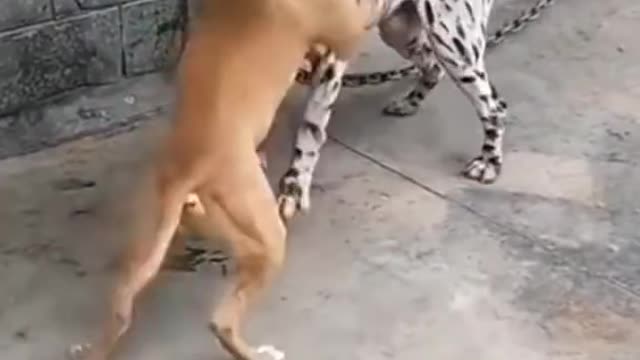 dog vs pitbull