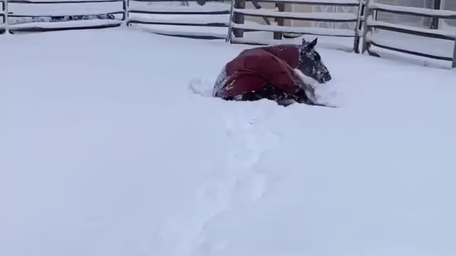 Mare horse loves the snow