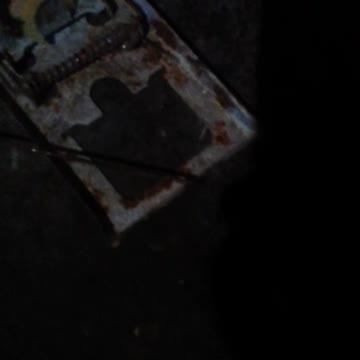 pegando rato pequeno na ratoeira grande