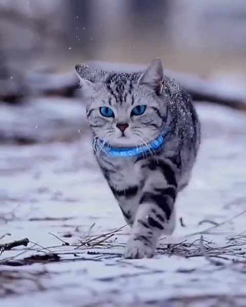 Cat video - Awesome cat video - cute cat video