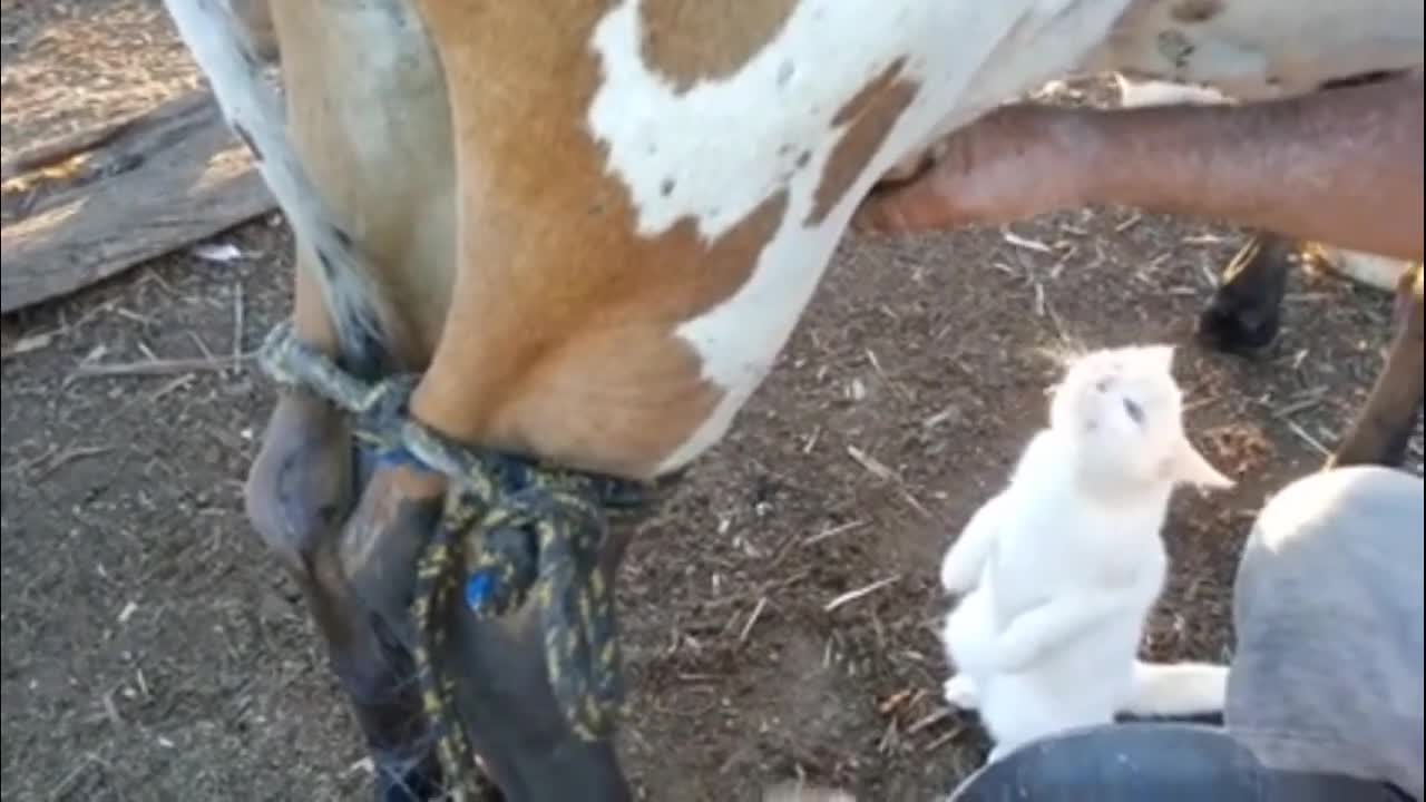 CUTE CAT DRINKING MILK DIRECT FROM BEAUTIFUL COW