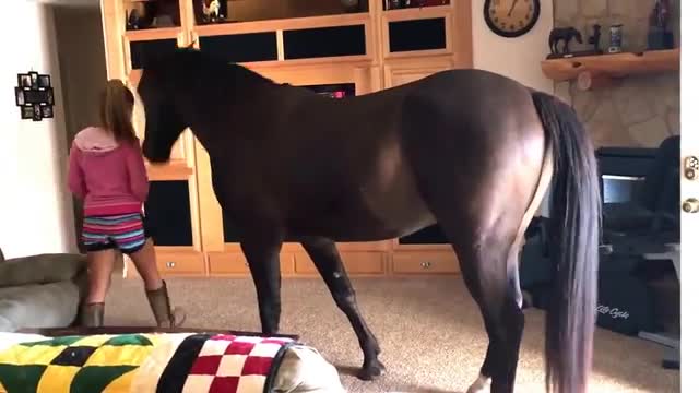 Friendly Horse Comes Inside The House To Chill With Owner 03:4