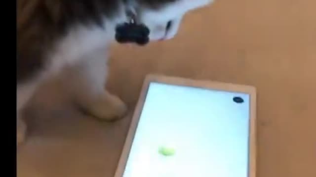 Pomsky Puppy playing on iPad?!