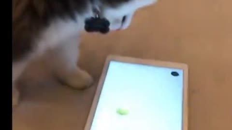 Pomsky Puppy playing on iPad?!