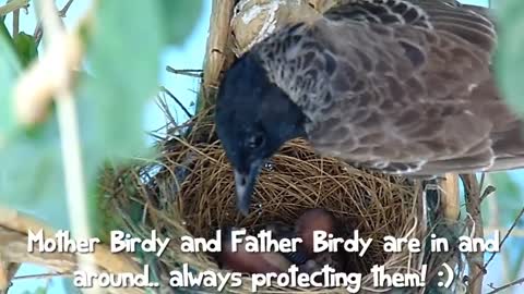 First Flight - A Cute Baby Bird Story