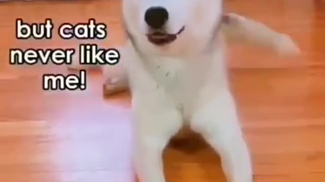 Dog Training Tips---- _dog funny animals _trainingdogs _shorts _funnyanimals _Funny Animal