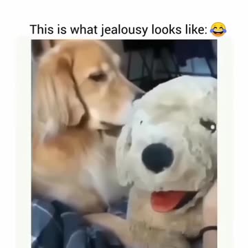 Dog jealousy from a toy 😂 this is what jealousy looks like :