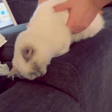 Funniest pets😁😁