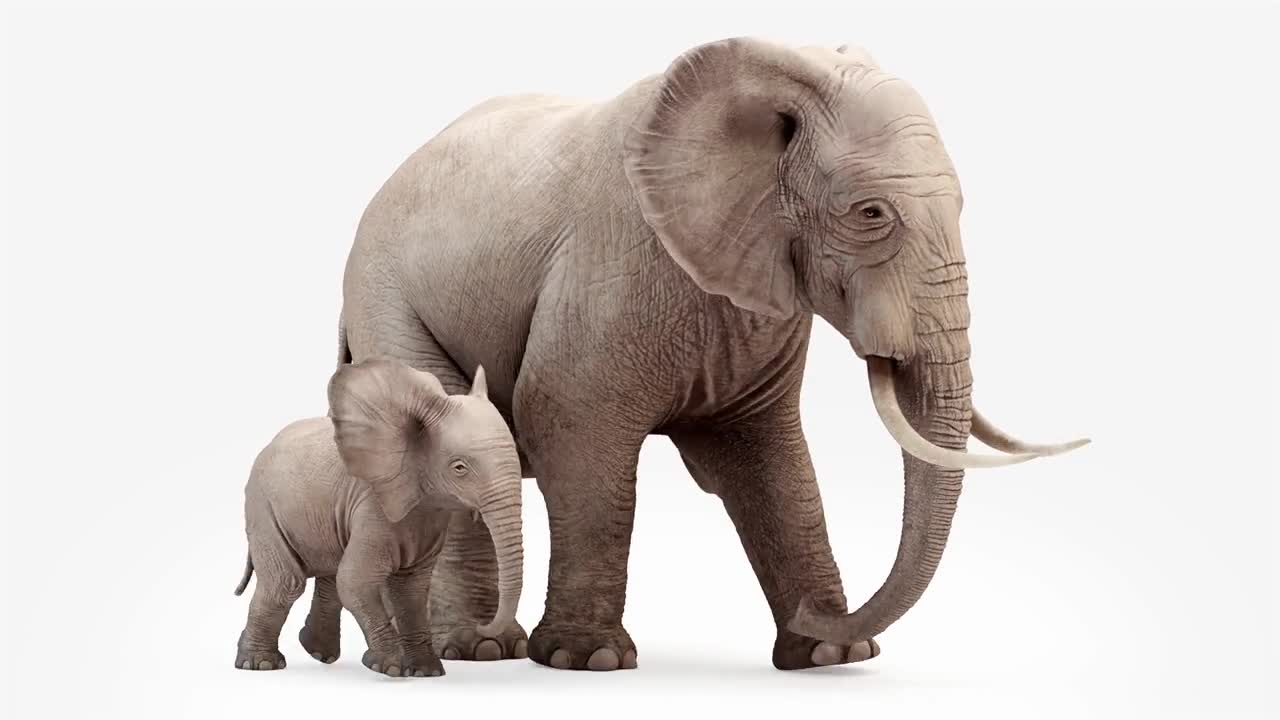 Cg animation. Elephant and elephant baby go. Loop animation