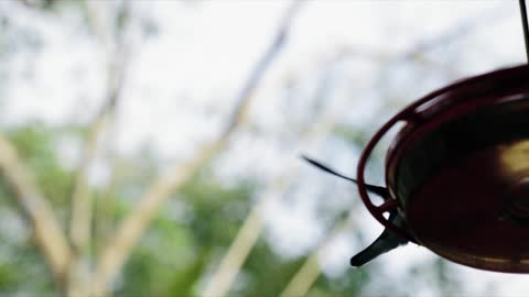 adorable Hummingbirds