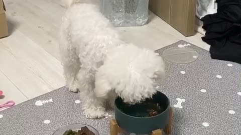 Puppy Jenny's so cute video (24)