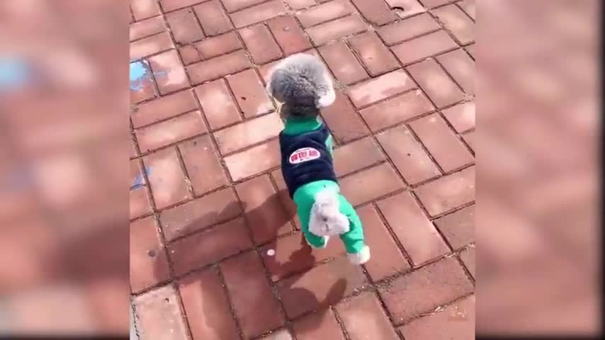 Baby Dogs Cute and funny dog 😂😂😂😂
